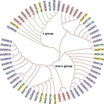 Genome-wide analysis of 14-3-3 gene family in four gramineae and its response to mycorrhizal symbiosis in maize